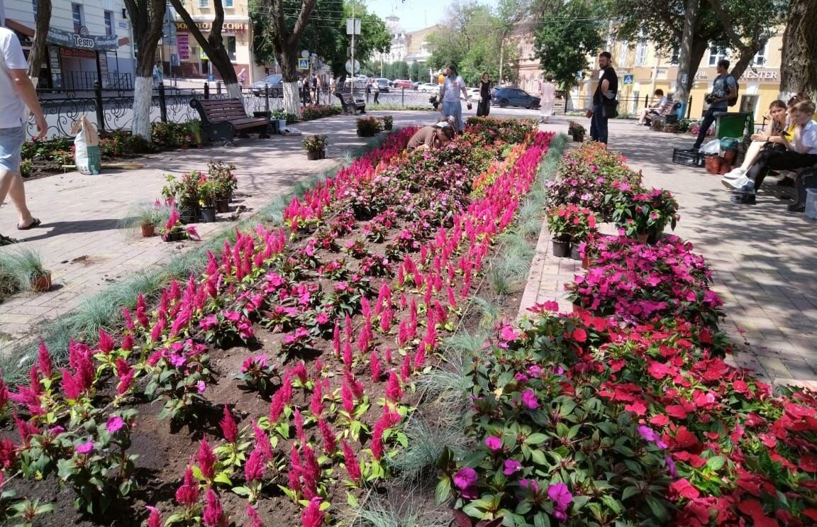 Акция «Цветочная среда» проходит в Астрахани 