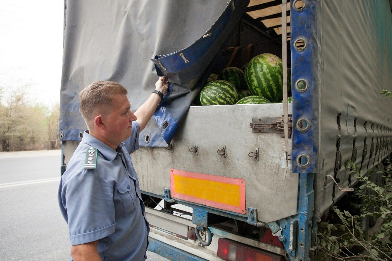 Ростовская область импортировала 1,8 тысячи тонн арбузов из Узбекистана