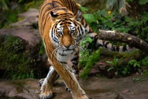 Фото