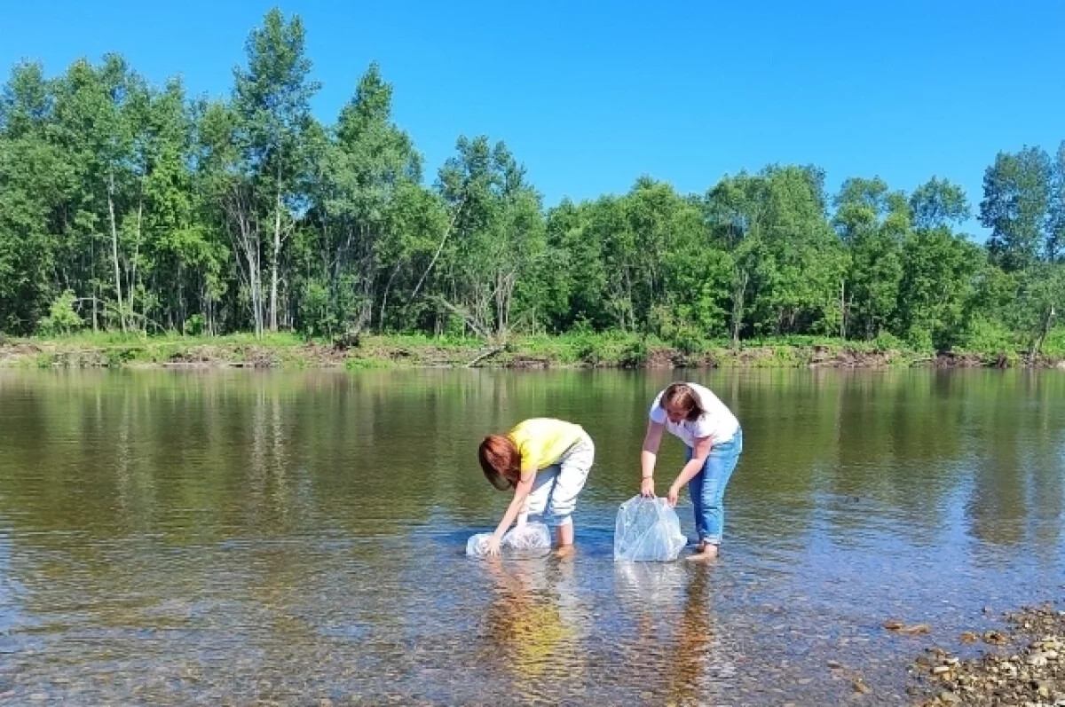 Экологи Новой Горной УК отправили в приток Томи 45 тысяч мальков хариуса