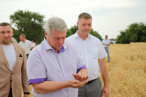 Донские хлеборобы собрали десять млн тонн ранних зерновых 