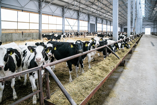 Заготовка кормов идет в Волгоградской области 