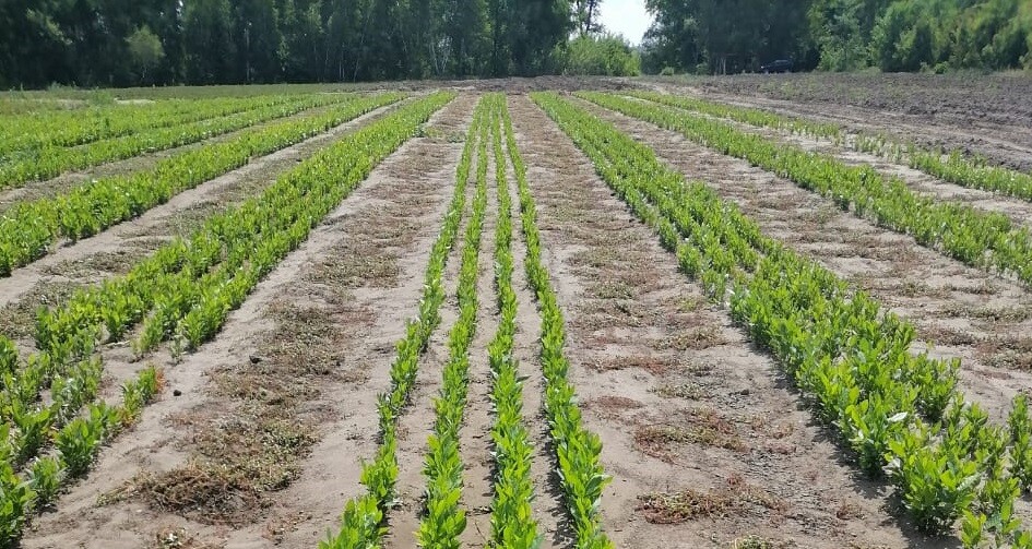 В Волгоградской области создали новый лесной питомник