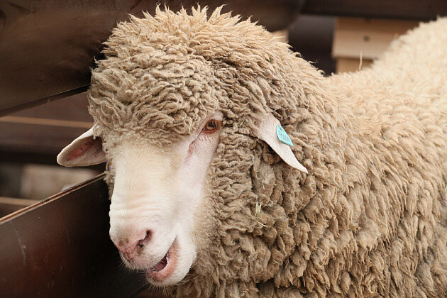 Новые типы овец выводят в Волгоградской области 