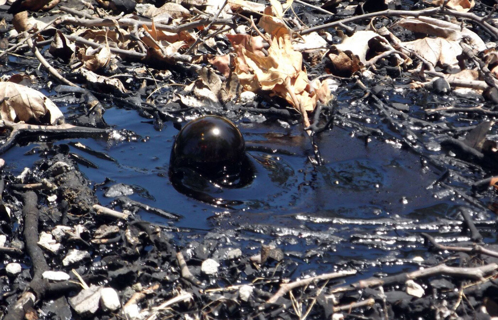 Биологи Томского университета разработали эффективный метод рекультивации почв после загрязнения