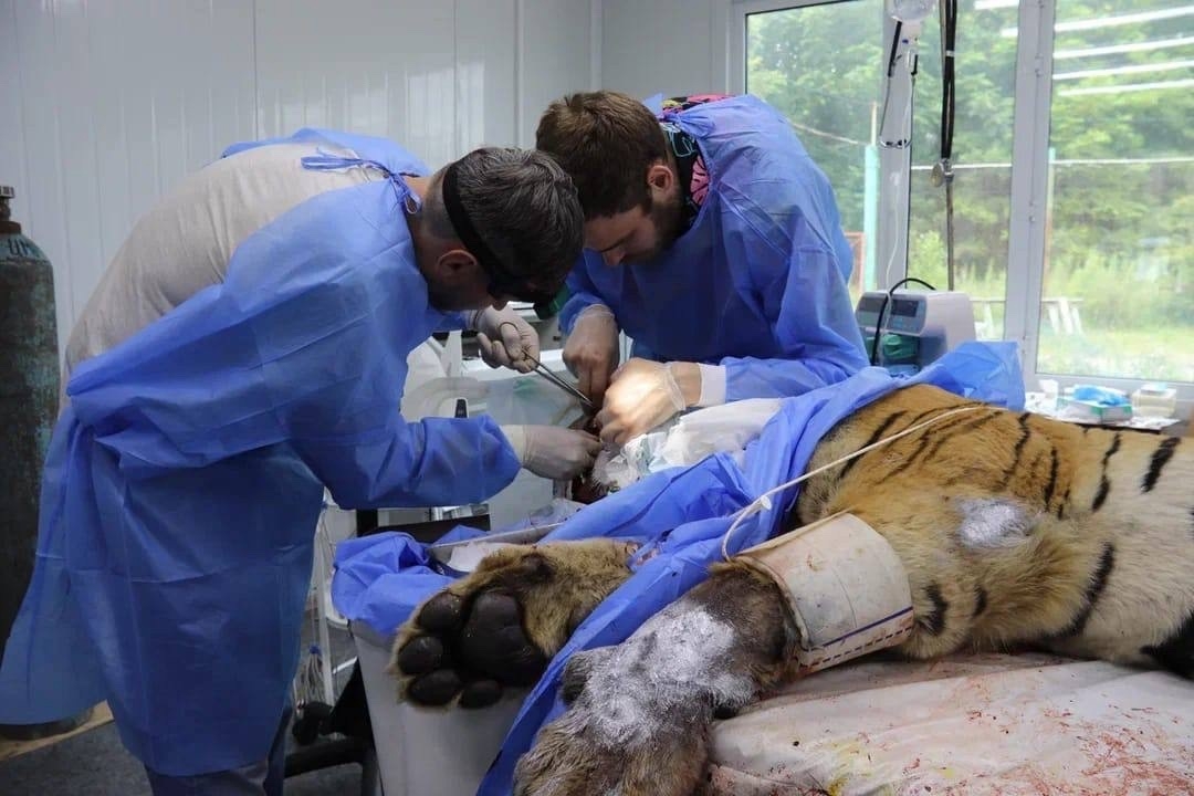Врачи продолжают бороться за жизнь беневского «тигра-потрошителя собак»