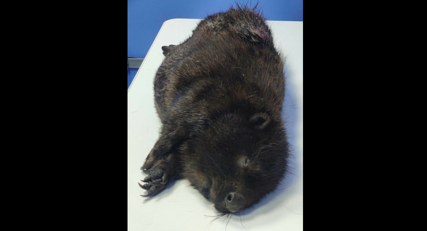 В Дмитрове спасли найденного на улице израненного бобра