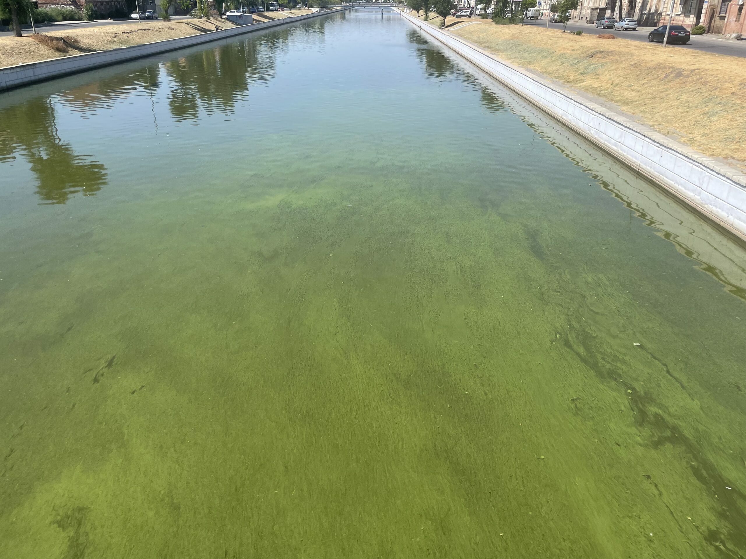 Зеленый цвет воды в каналах Астрахани становится все темнее
