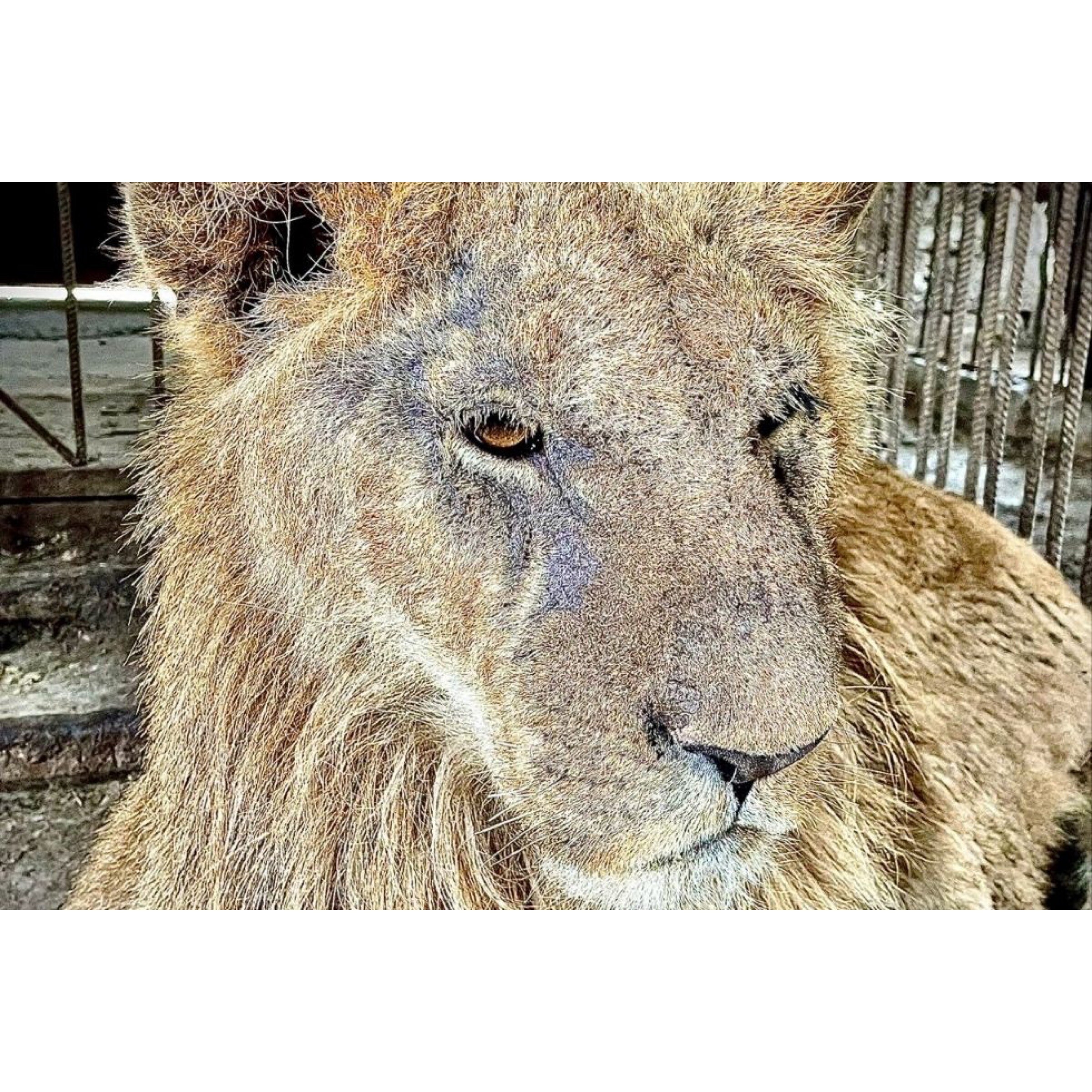 Волгоградская защитница животных пытается спасти львенка из дагестанского зоопарка