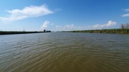 В Астраханской области в Дельте Волги ученые обнаружили высокую численность сазана