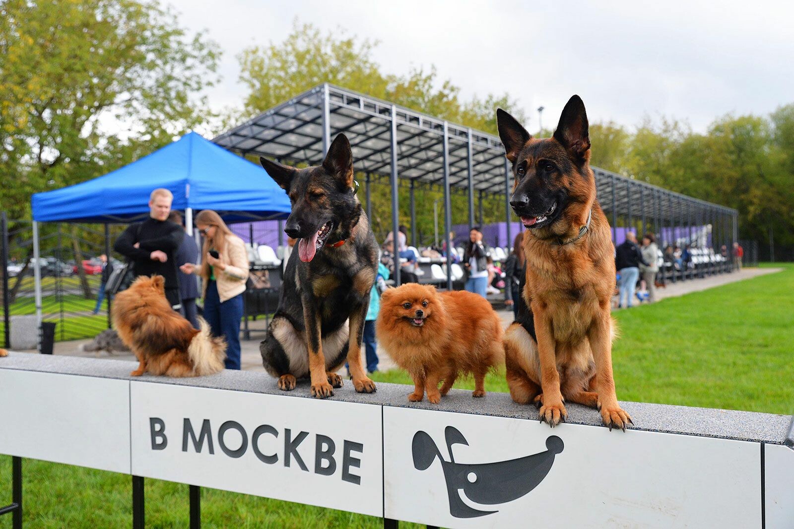 Парк для дрессировки и соревнований собак открыли в Москве