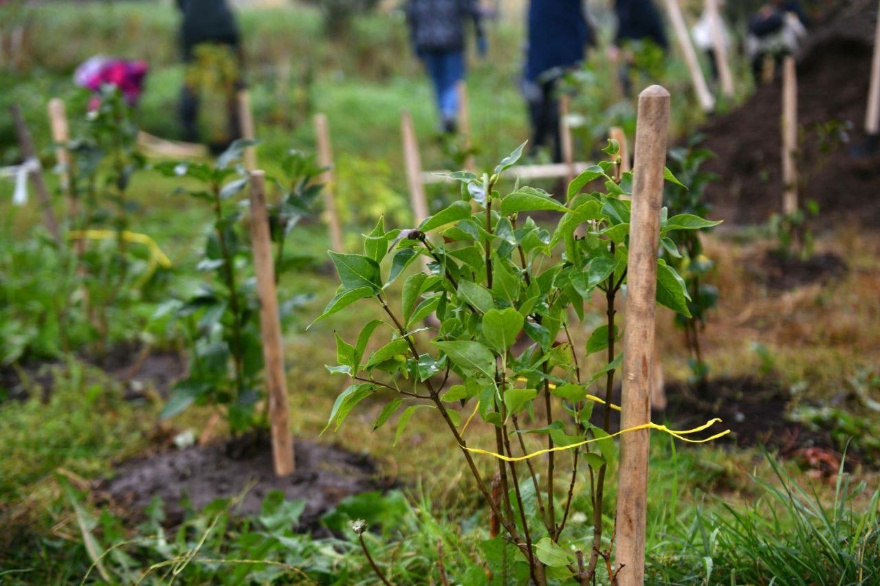 В Мурманске высадили более 10 тысяч деревьев и кустарников
