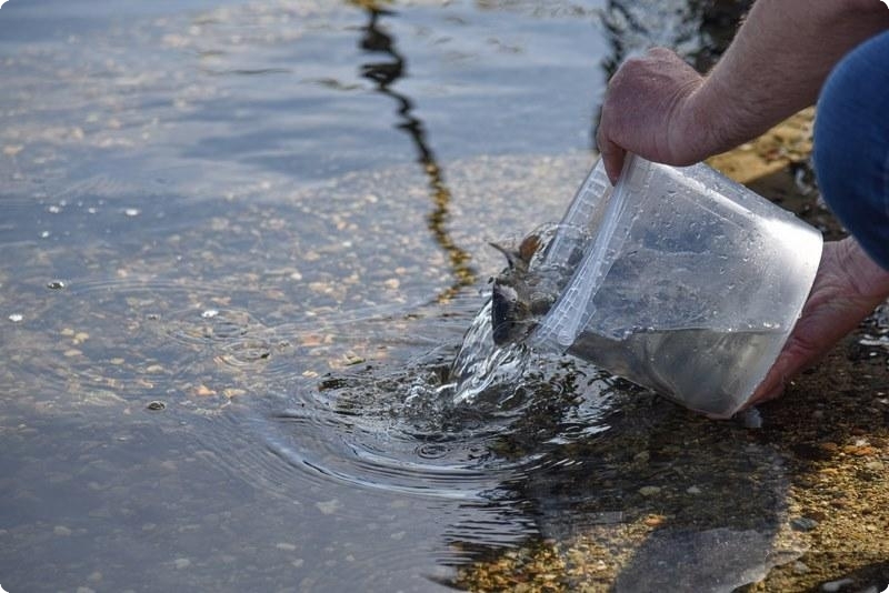 В Свердловской области выпустили более 10 000 мальков в Верх-Нейвинское водохранилище