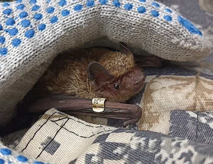 Новый вид летучих мышей обнаружили в Амурской области