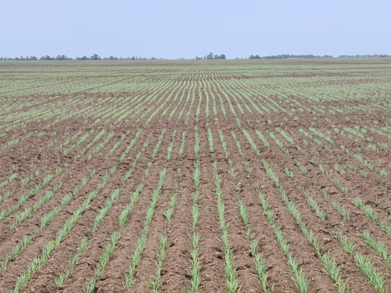 Волгоградские аграрии начали сев озимых культур