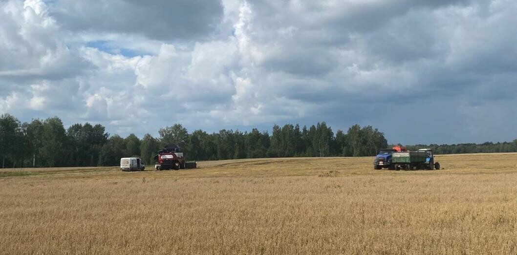 Тюменская область собрала более 265 тысяч тонн зерна