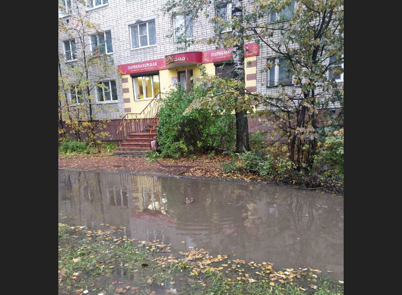 В Вышнем Волочке в лужах начали плавать утки