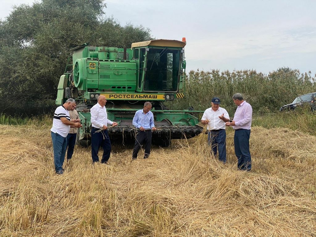 Дагестанские рисоводы приступили к массовой уборке рис