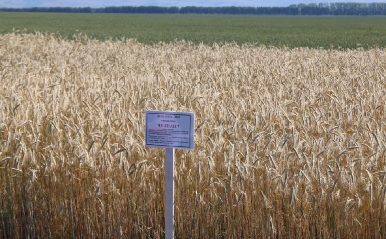 В Башкирии увеличилась площадь застрахованных сельскохозяйственных посевов