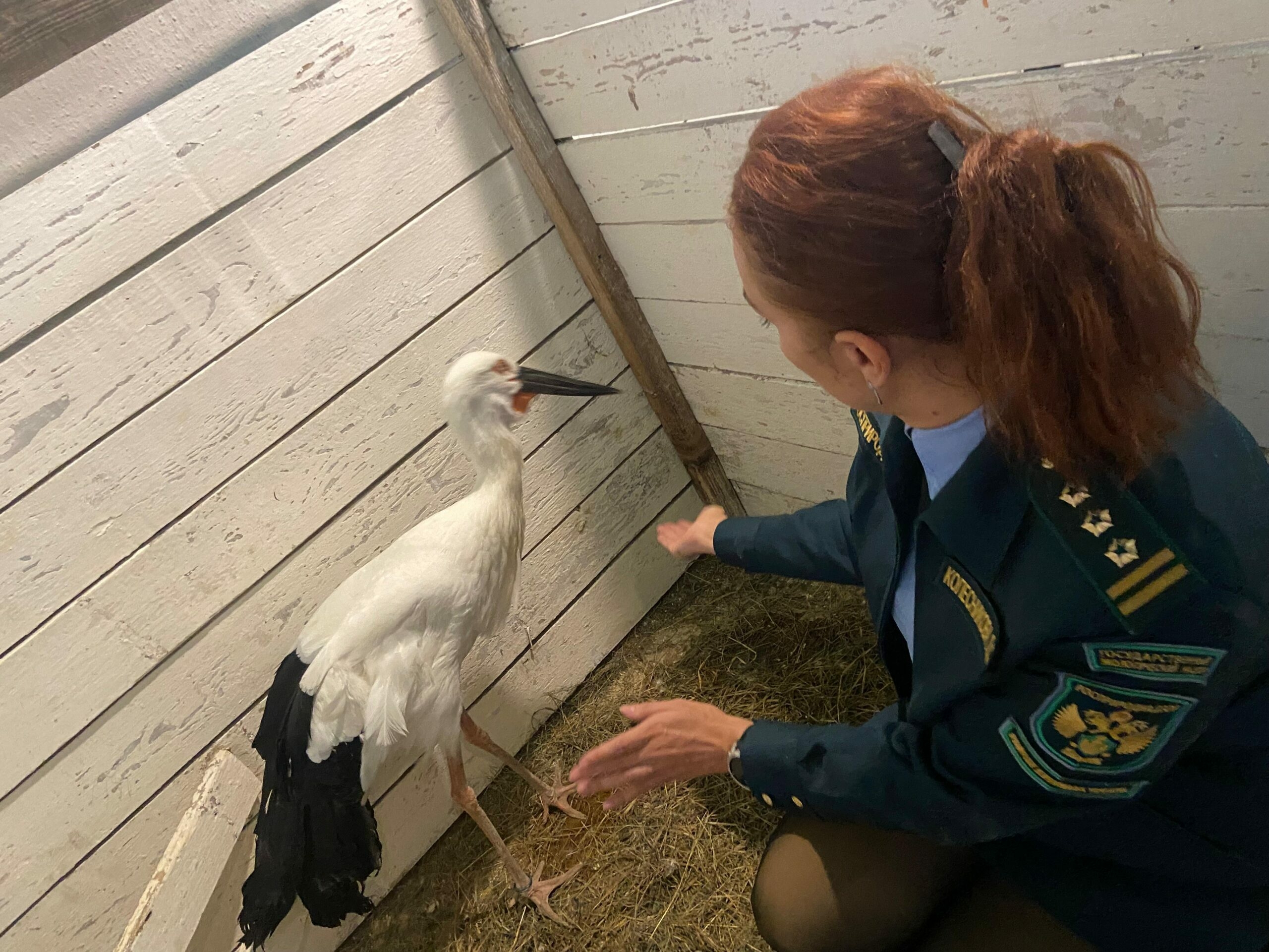 Редких дальневосточных аистов переселили в Новосибирский зоопарк