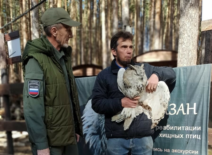 Филин и лебедь в безопасности: в России спасли редких пернатых особей