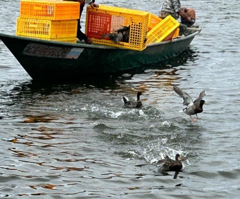 Более 190 крякв выпустили в воду в Астраханской области