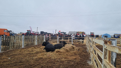 Ресурсы племенного скотоводства развивают в Волгограде