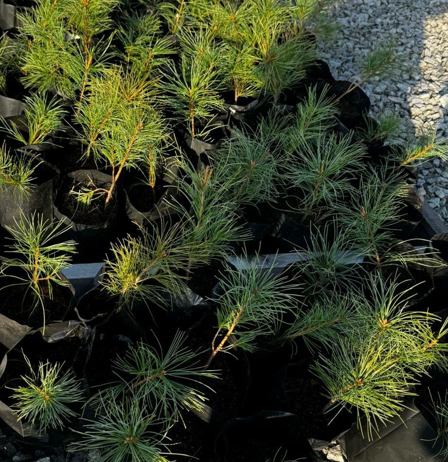 Хабаровский тепличный комплекс подарит хвойные саженцы астраханскому ТК «Кедр»