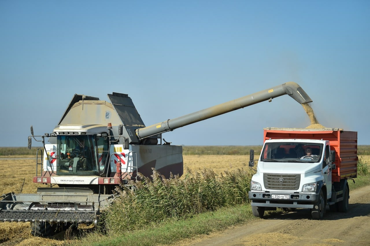 Урожай риса на Кубани превысил 860 тысяч тонн