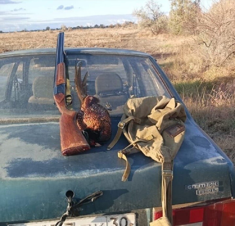 Под Астраханью нашли еще один факт незаконной добычи фазана