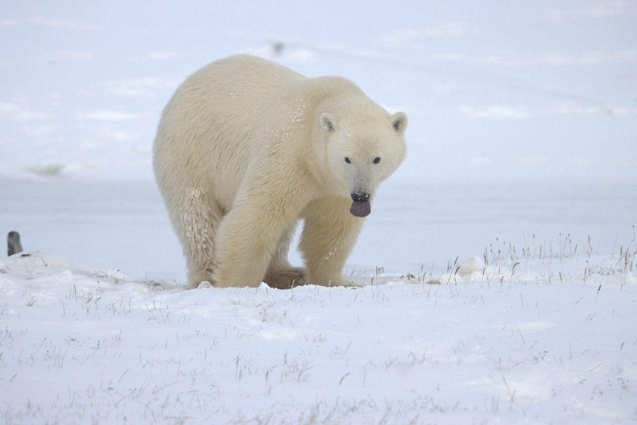 Ecology: Белые медведи ранят лапы из-за глобального потепления