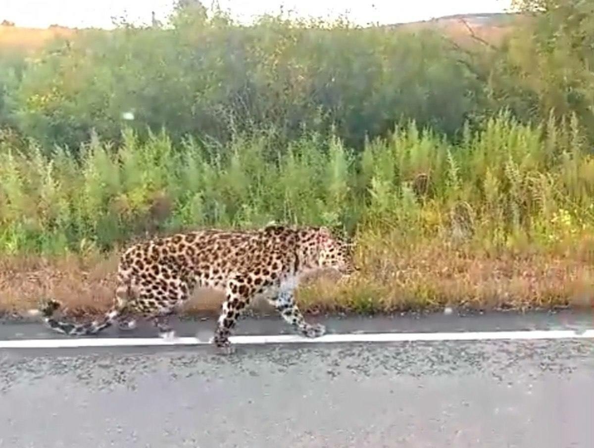 В Приморье продолжаются поиски истощенного леопарда
