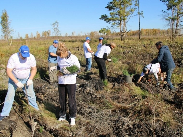 В Омской области продолжается реализация нацпроекта «Экология» в области лесовосстановления