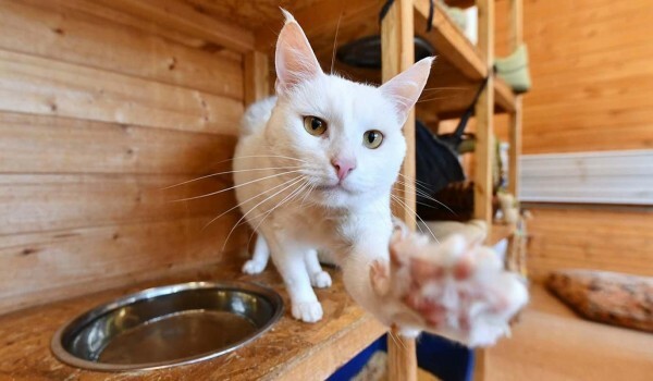 В культурном центре «Зеленоград» пройдет выставка бездомных кошек