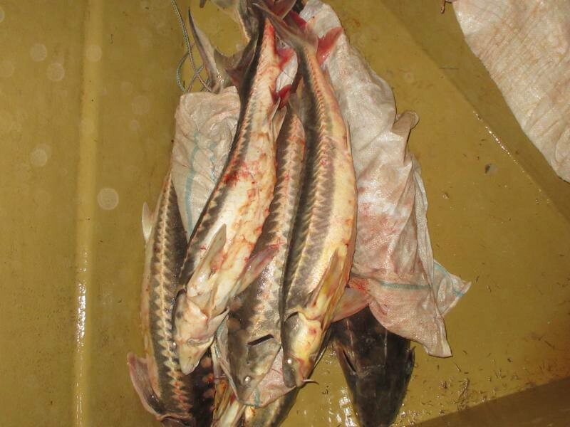 Жители Енотаевского района задержаны за незаконный вылов осетровых