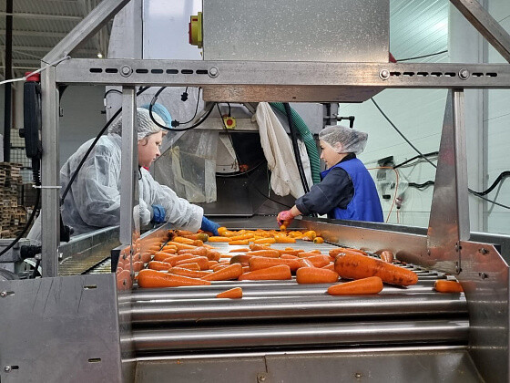 Новые линии по переработке овощей запустили в Волгограде