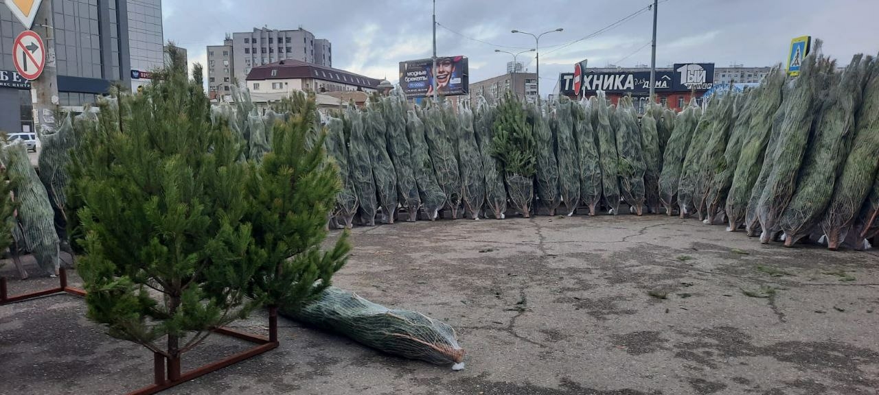 Елочные базары открылись в Астрахани