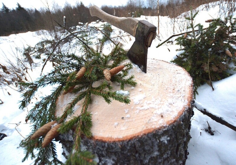 Омские лесхозы подготовили более 8 тысяч елок для новогодних праздников