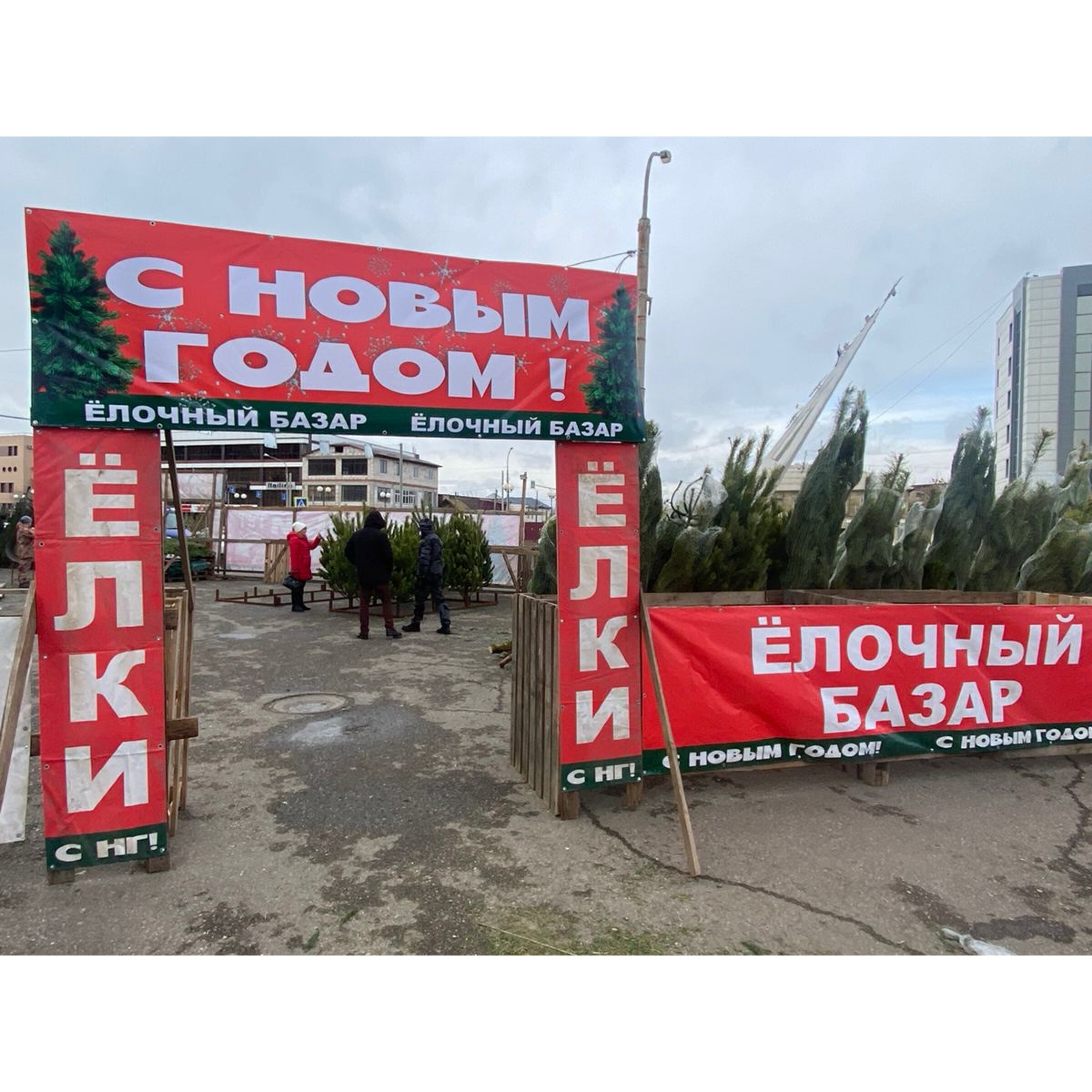 Стало известно, во сколько для жителей юга обойдется натуральная елка