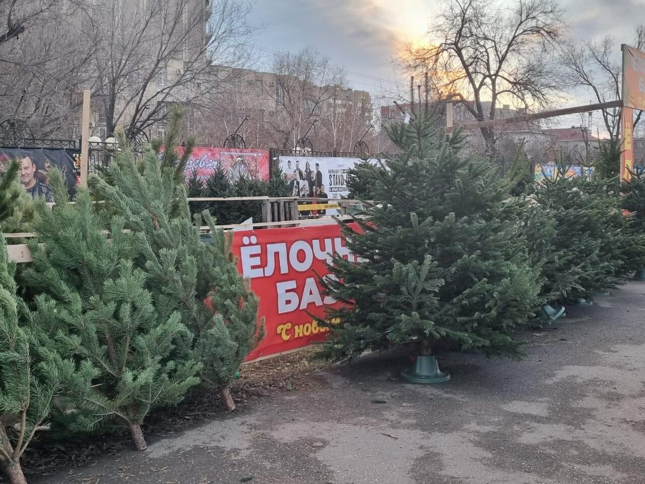 Дополнительные елочные базары открылись в Астрахани