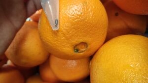 За ноябрь в импортной продукции на Кубани выявили более 220 случаев обнаружения средиземноморской плодовой мухи