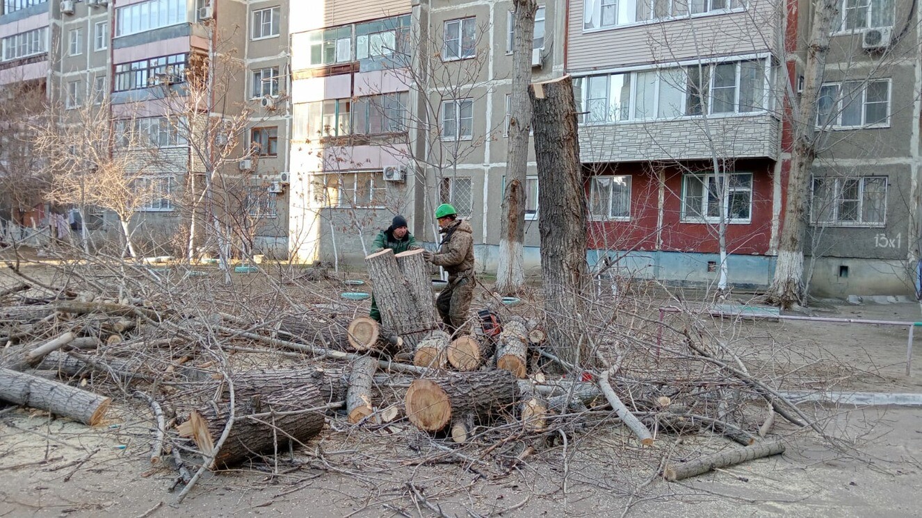 В Астрахани за год облагородили около трех тысяч деревьев