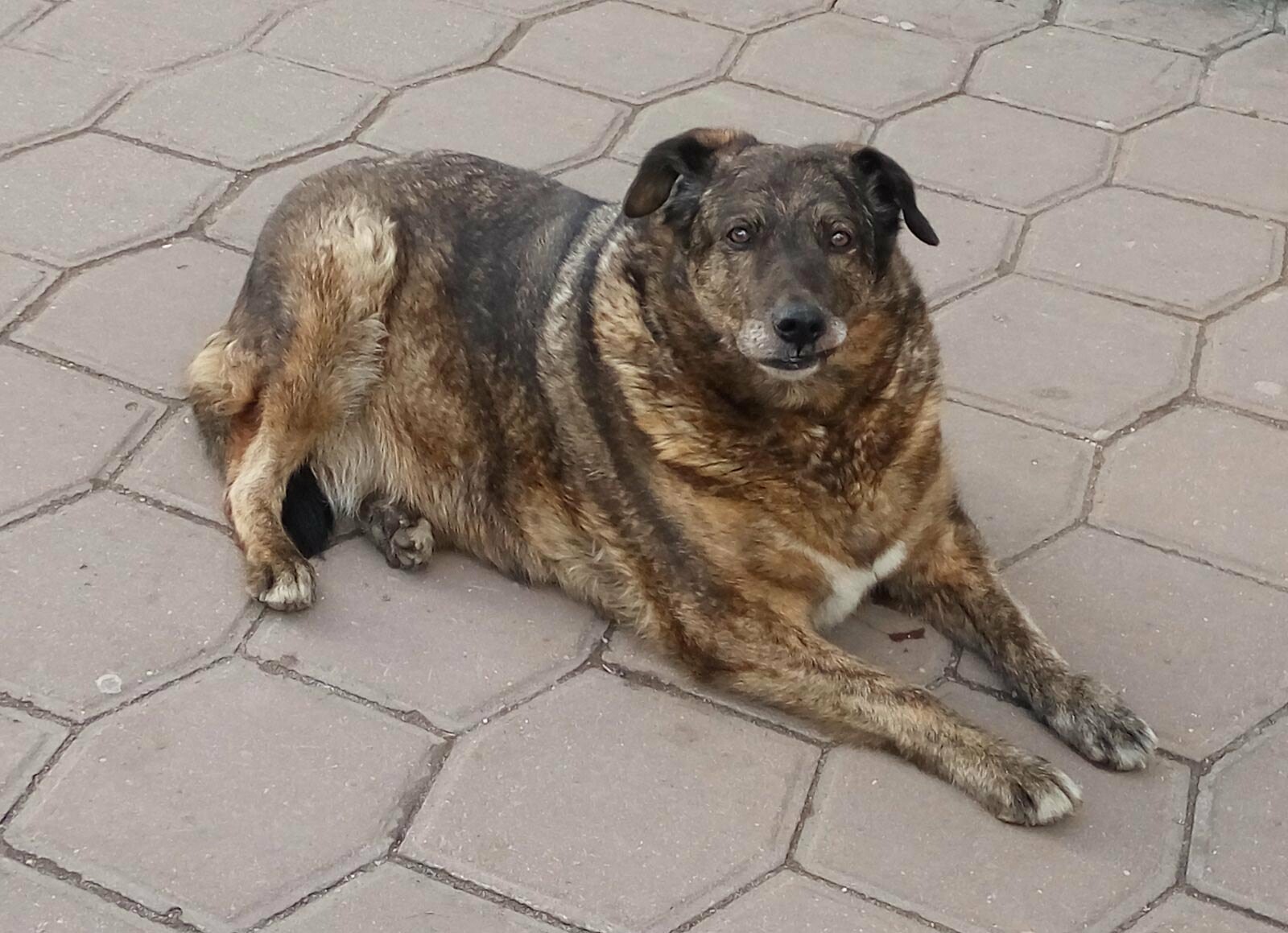 Бродячих собак из Тульской области отправят в Курск