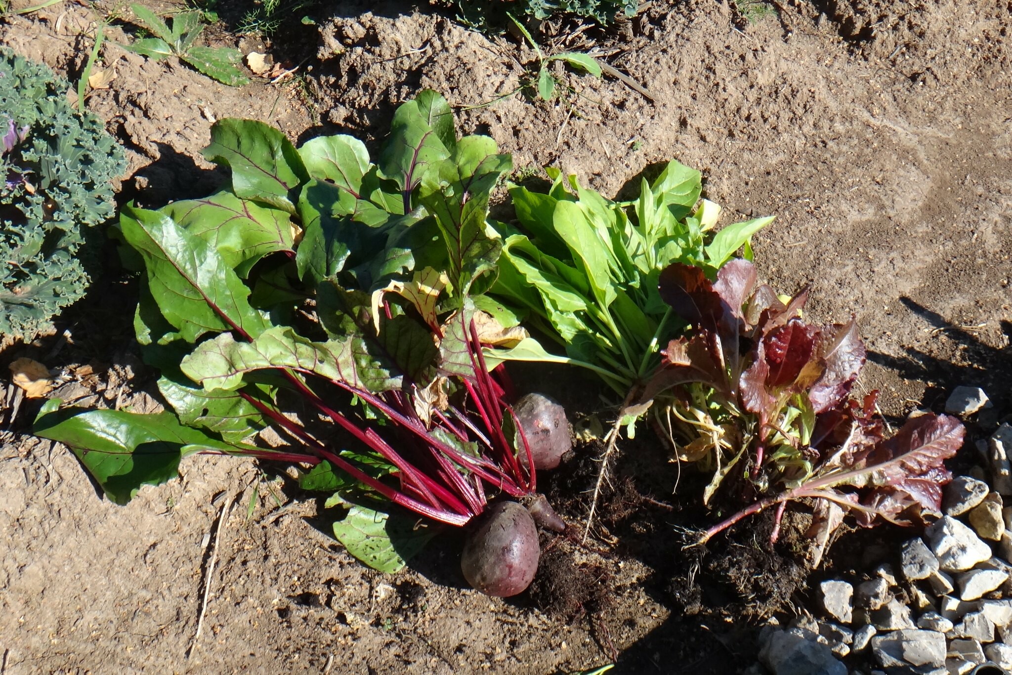 Сахарные заводы Липецкой области завершили переработку свеклы