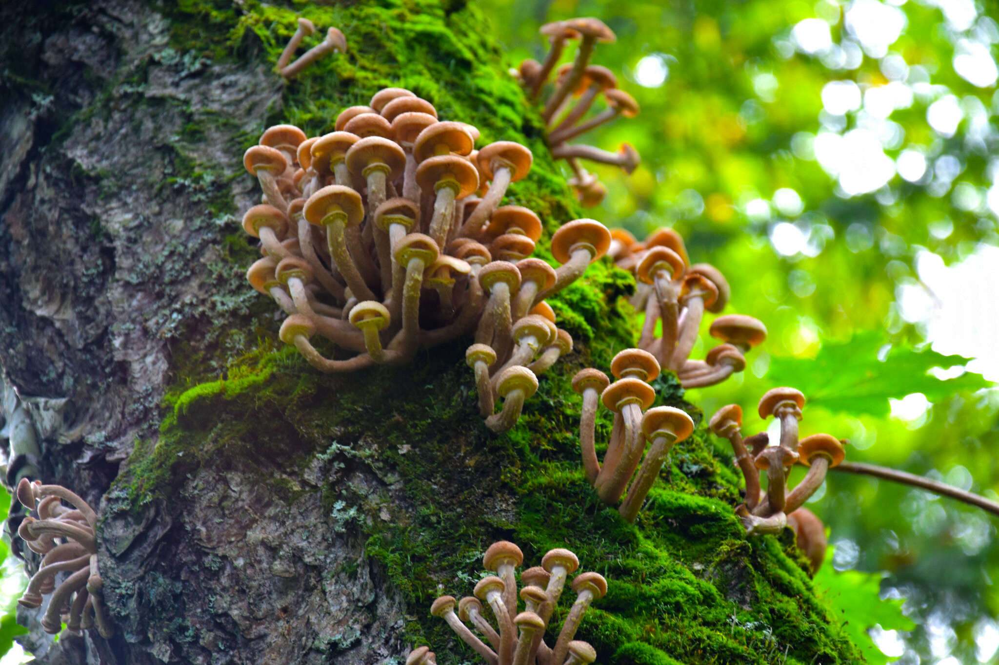 Из-за аномального тепла в Подмосковье появились опята