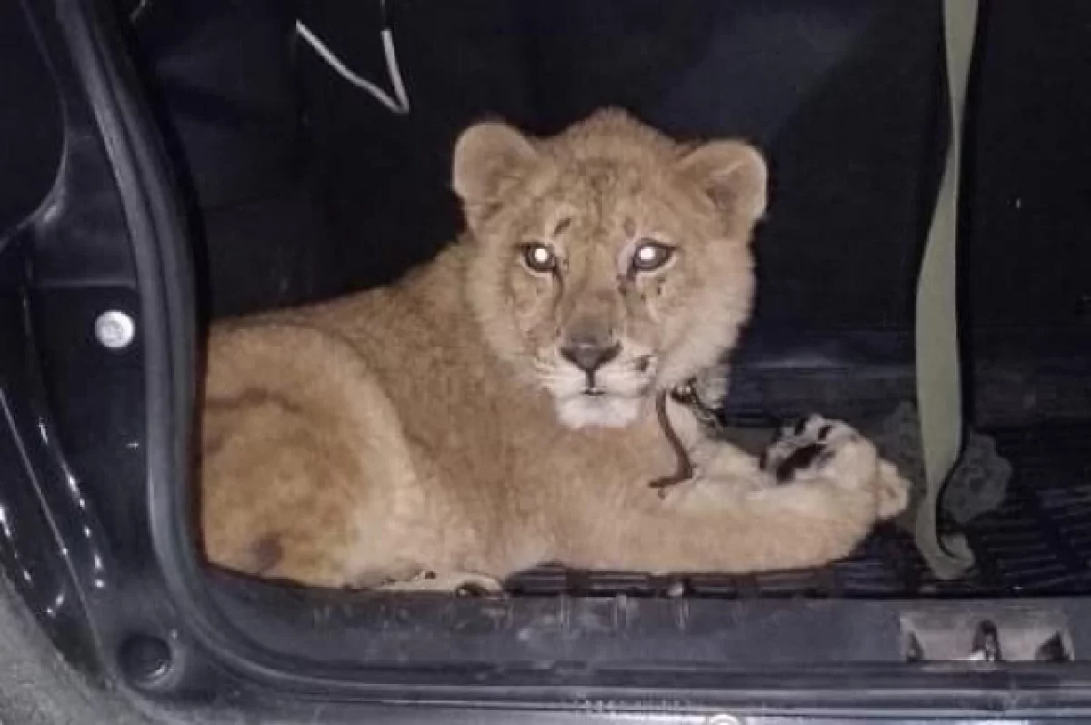 Жители КЧР пытались незаконно перевезти львенка в Нефтекумск