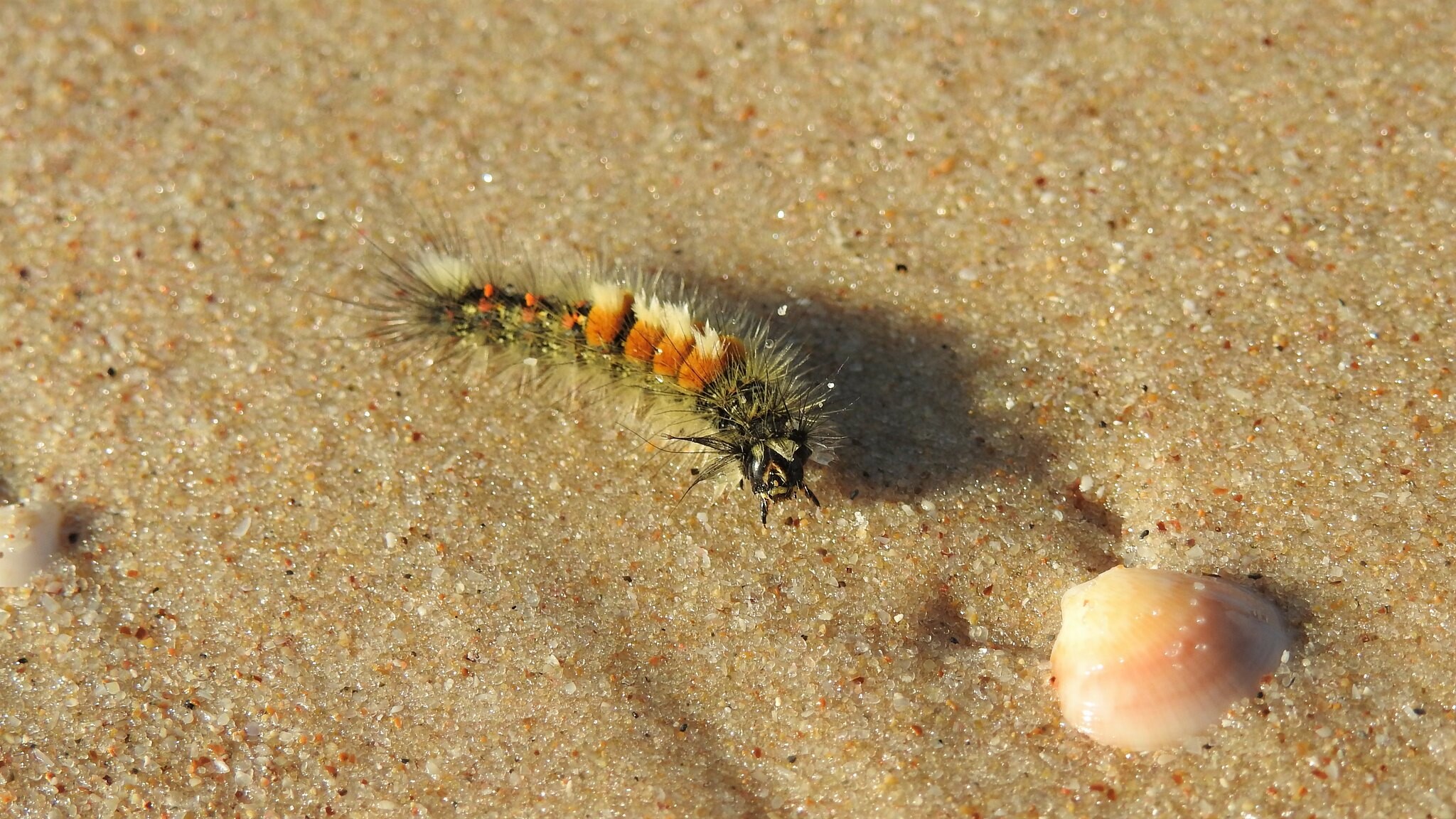 Запасы кварцевого песка под Липецком оценили в 50 млн тонн