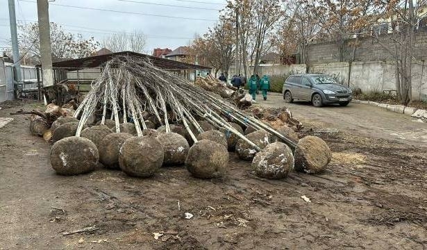 Озеленители Астрахани готовятся к весенней высадке растений