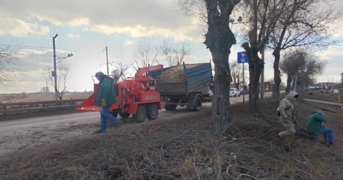 Астраханские коммунальные службы проводят опиловку деревьев