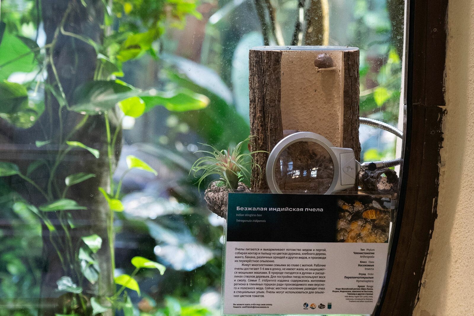 Индийские безжалые пчелы поселились в Московском зоопарке